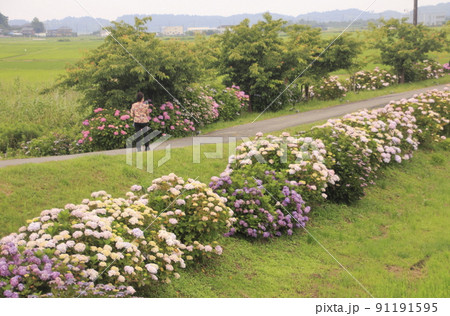 多古　栗山川とアジサイ遊歩道4 91191595