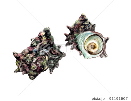 サザエの手描き水彩画 91191607