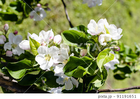 white blossom of apple tree closeup in spring 91191651