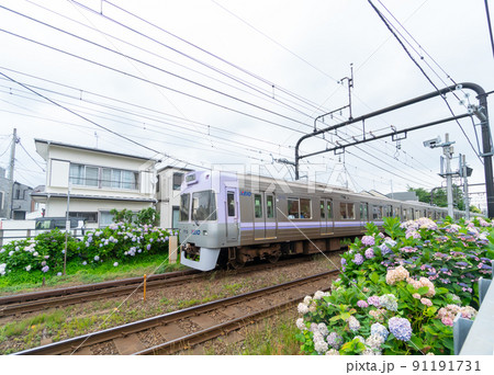 鉄道 京王井の頭線 1000系 紫陽花 鉄道 京王井の頭線 1000系 紫陽花 91191731
