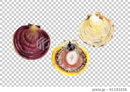Ylistrum japonicus 手繪水彩畫 91191836