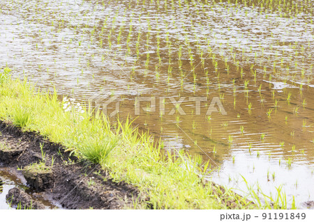 夏の田と畔道 91191849