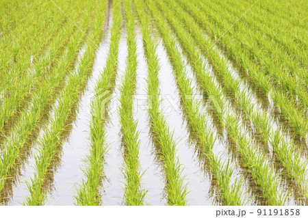 夏の田 91191858