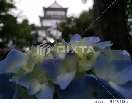 神奈川県小田原市の小田原城に咲き誇るアジサイと天守閣【6月】 神奈川県小田原市の小田原城に咲き誇るアジサイと天守閣【6月】 91191867