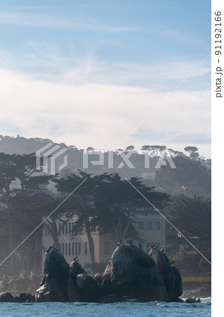 Pelicans sitting on a rock in Monterrey Bay 91192166