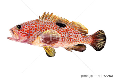 キジハタの手描き水彩画 キジハタの手描き水彩画 91192268