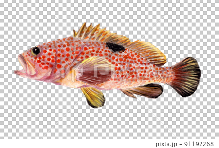 キジハタの手描き水彩画 キジハタの手描き水彩画 91192268