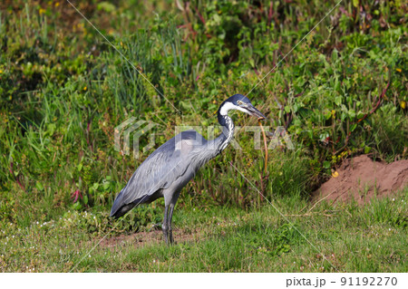 Black-headed Heron Bird With Caught Snake (Ardea melanocephala) 91192270
