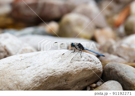 Cape Skimmer Dragonfly On River Rock (Orthetrum julia capicola) Cape Skimmer Dragonfly On River Rock (Orthetrum julia capicola) 91192271