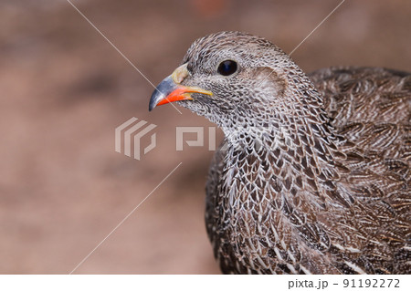 Cape Spurfowl Bird Head Portrait Close-up (Pternistis capensis) 91192272