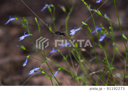 Wiry Lobelia Flowers With Insect (Lobelia setacea) Wiry Lobelia Flowers With Insect (Lobelia setacea) 91192273
