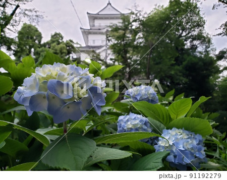 神奈川県小田原市の小田原城に咲く紫陽花と天守閣【6月】 91192279