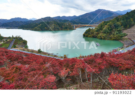 神奈川県　宮ヶ瀬湖とドウダンツツジ 91193022