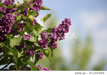 Branch of lilac flowers with green leaves, floral natural green garden background with blue sky. High quality photo Branch of lilac flowers with green leaves, floral natural green garden background with blue sky. High quality photo 91193069