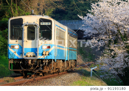 桜と宇和島地区ローカル列車（JR四国　キハ32形・キハ54形） 91193180