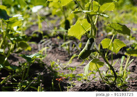 Green ripe cucumber on a bush among the leaves. Cucumbers in a garden. Gardening, agriculture, harvesting. Copy space 91193725