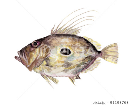 マトウダイの手描き水彩画 91193763