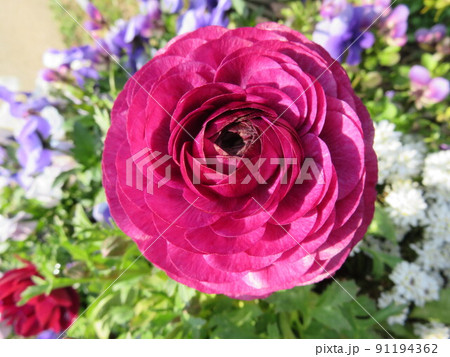 赤紫色のラナンキュラスの花 91194362