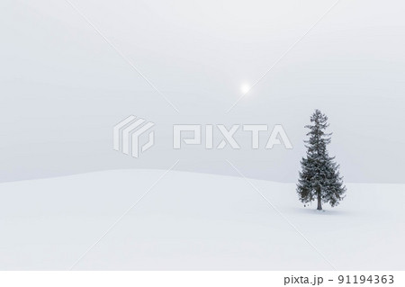 クリスマスツリーの木 91194363