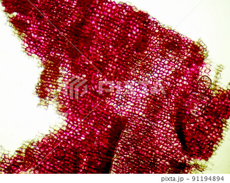 サツマイモの皮（400倍）の顕微鏡写真 91194894