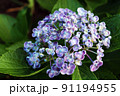 咲きかけの紫色のウズアジサイの花 91194955