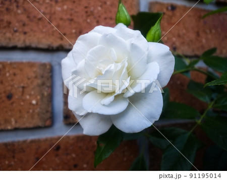白いバラ 91195014