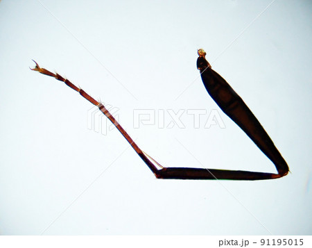 アリ足（40倍以下）の顕微鏡写真 91195015