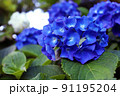 青色のアジサイの花 91195204