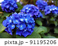 青色のアジサイの花 91195206