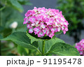 ピンク色のアジサイの花 91195478