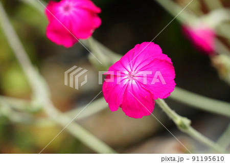 咲き誇るスイセンノウの花 咲き誇るスイセンノウの花 91195610