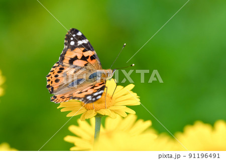 ヒメアカタテハ 91196491