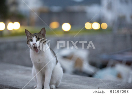 tabby cat with white belly walk around the fishery village near the coastline in the evening tabby cat with white belly walk around the fishery village near the coastline in the evening 91197098