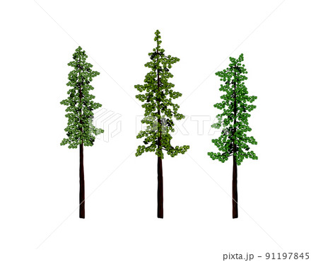 redwood tree vector collections 91197845