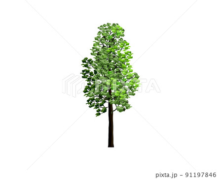 redwood tree vector illustration with hand drawing style 91197846