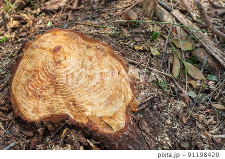 伐採後の切り株 伐採後の切り株 91198420