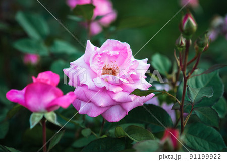 Rosa 'Eliza' Kordes 2004 Rosa 'Eliza' Kordes 2004 91199922