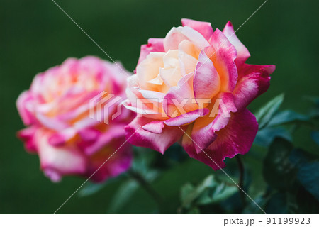 Pullman Orient Express rose (Love and Peace) red and yellow hybrid tea roses in the garden Pullman Orient Express rose (Love and Peace) red and yellow hybrid tea roses in the garden 91199923