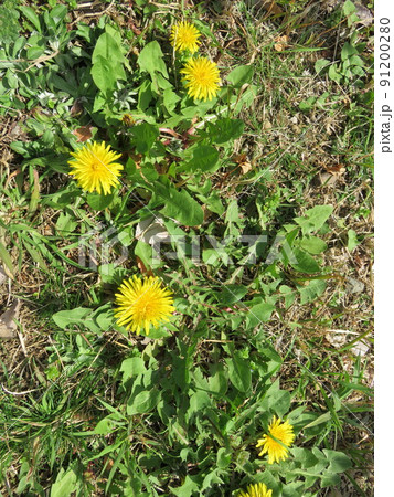 黄色いタンポポの花 黄色いタンポポの花 91200280