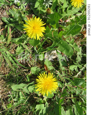 黄色いタンポポの花 黄色いタンポポの花 91200281