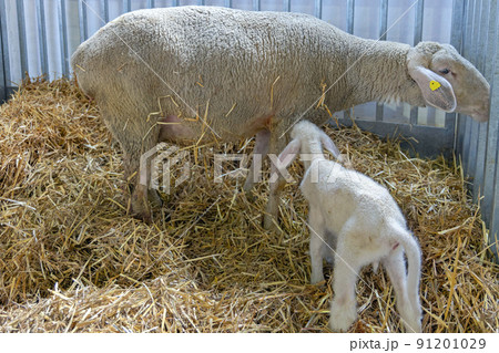 Ewe Lamb Farm 91201029