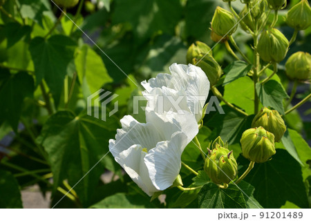橘寺の芙蓉 橘寺の芙蓉 91201489