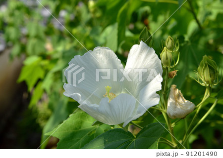 橘寺の芙蓉 橘寺の芙蓉 91201490
