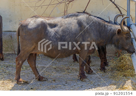Domestic Water Buffalo Domestic Water Buffalo 91201554
