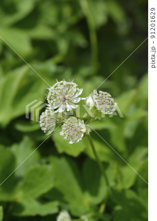 Carnic masterwort 91201629