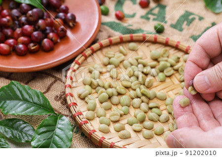 コーヒーの精選(コーヒーの実から生豆を取り出す) コーヒーの精選(コーヒーの実から生豆を取り出す) 91202010