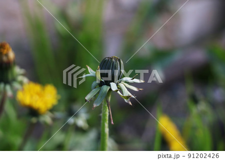 Closed dandelion bud on green blurry background Closed dandelion bud on green blurry background 91202426