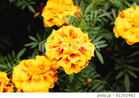 Orange daisy flowers among green leaves closeup Orange daisy flowers among green leaves closeup 91202462