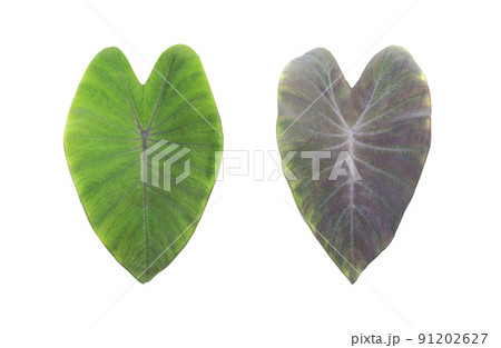 leaves, Tropical foliage isolated on white background, with clipping path 91202627