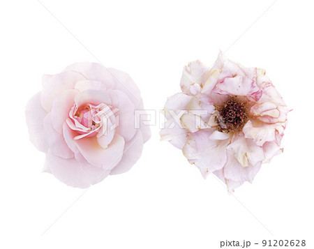 light-pink rose blossom and slightly withered roses isolated on white background 91202628